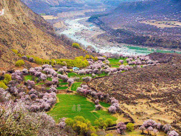 林芝